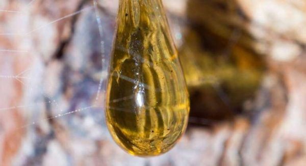 西班牙經濟學家報：樹脂或成未來新清（qīng）潔能源