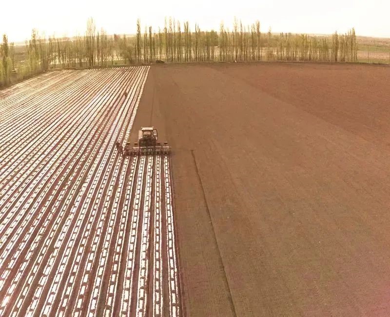 超薄甜菜專用全（quán）生物降（jiàng）解地（dì）膜在新疆多地示範推廣